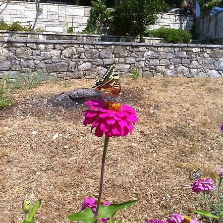 Apartman Dimitrakis *