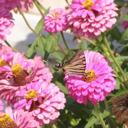 Dimitrakis كاسيوبي